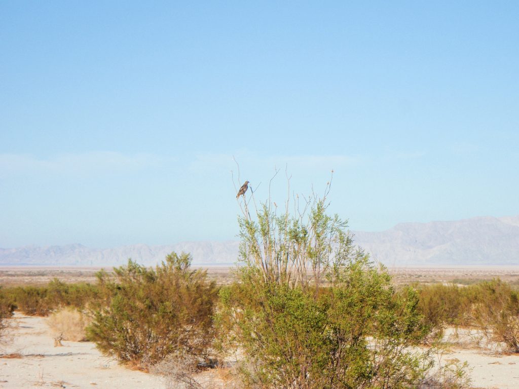 Hawk & Laguna Salada