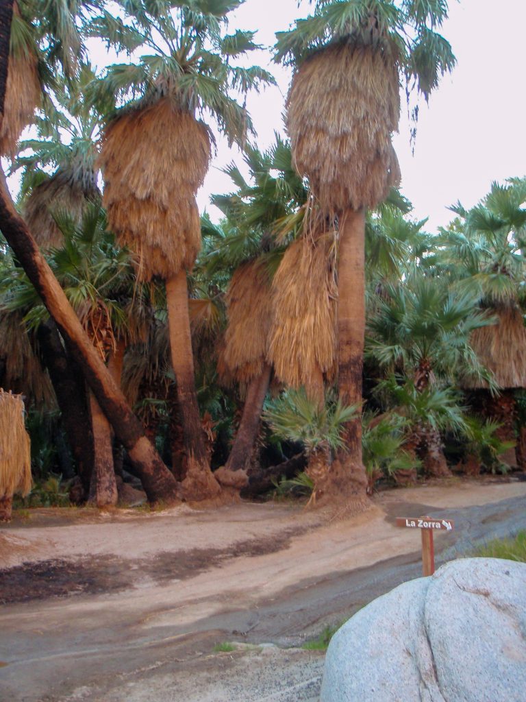 View From Camp - Towards the Road