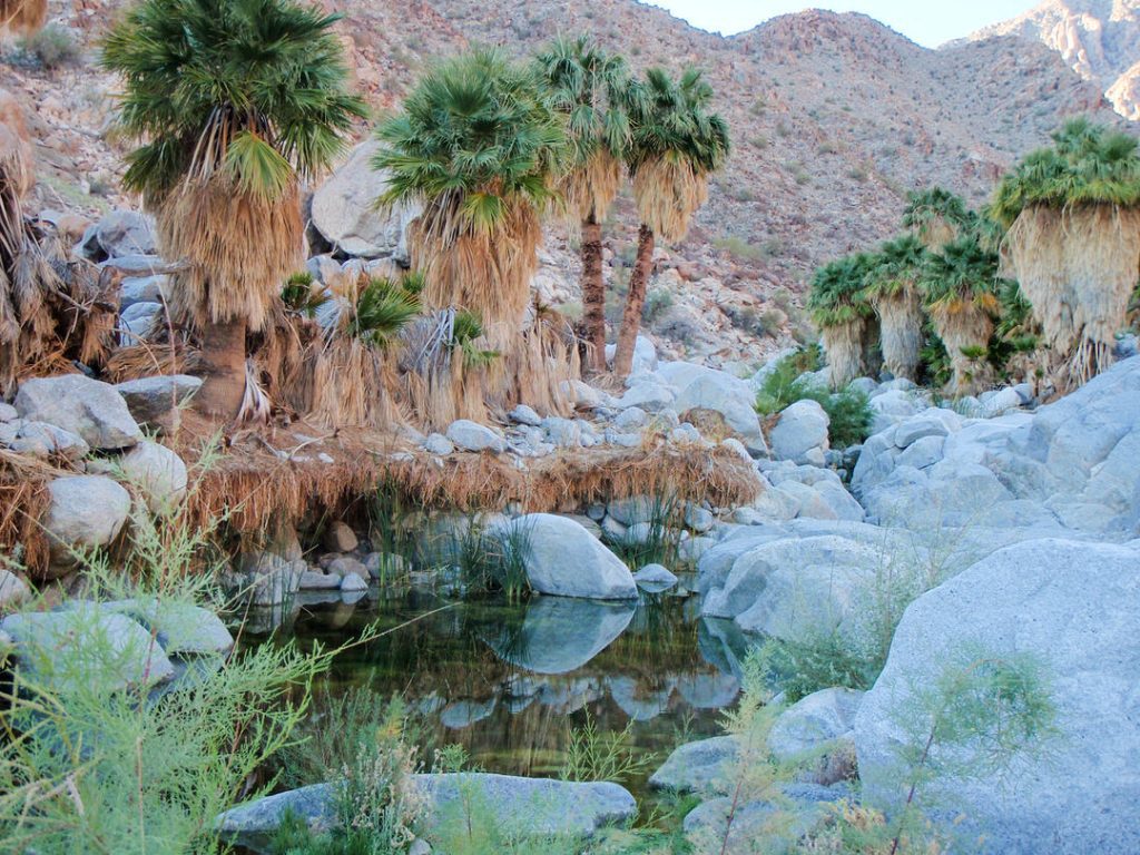 Exposed Pad of Palm Roots