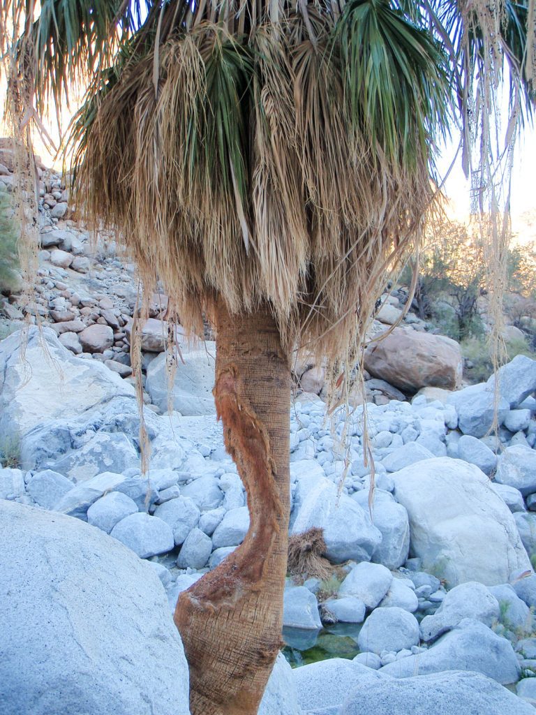 Injured Palm Tree