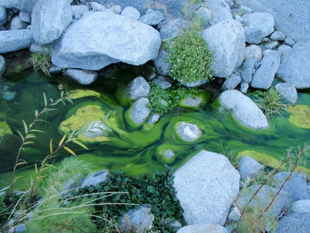 Brightly Colored Algae in the Creek