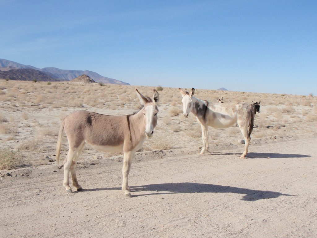Wild Burros