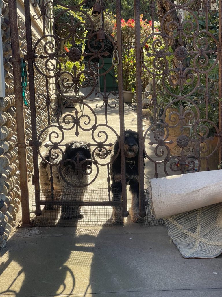 Guard Dogs