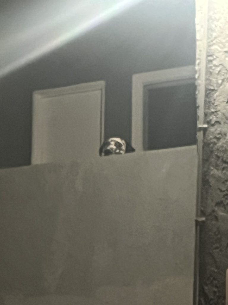 Creepy Dog